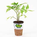 Bonnie Plants Big Beef Tomato